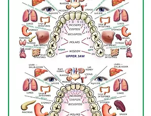 Tooth reflexology